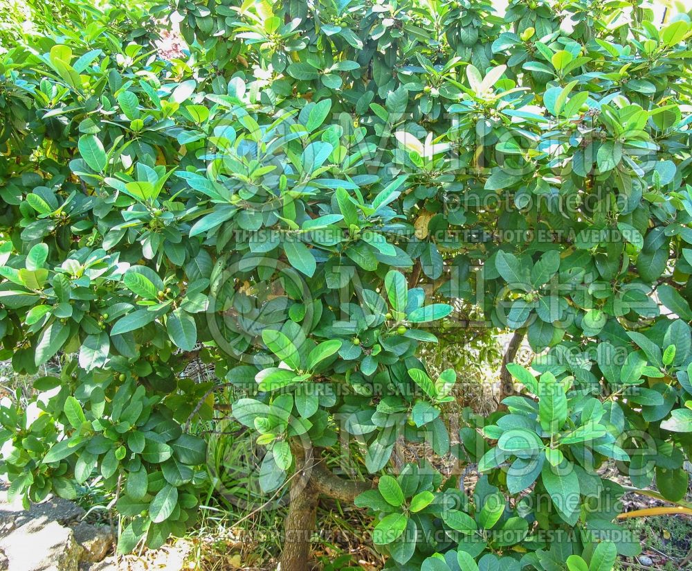 Rhamnus Eve Case (Coffeeberry) 3  