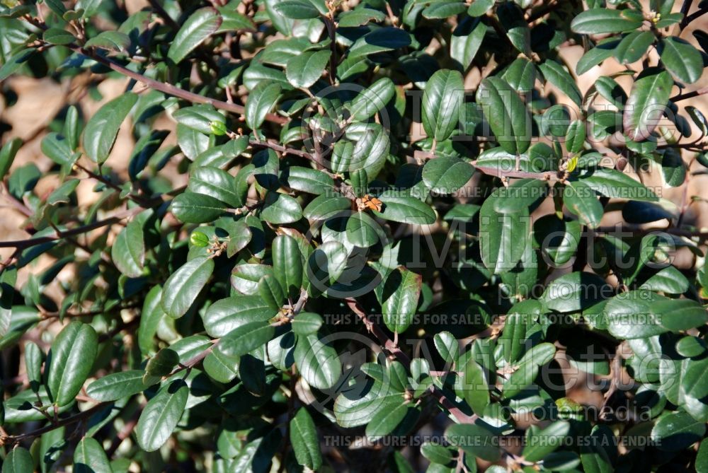 Rhamnus Leatherleaf (Coffeeberry) 1  