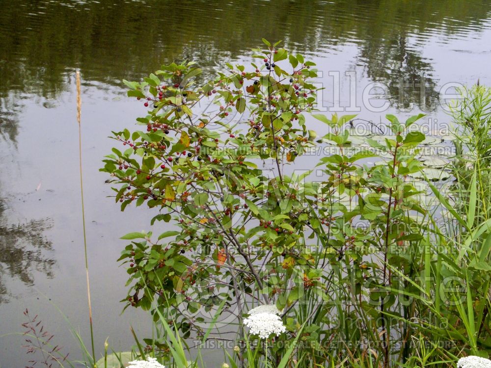 Rhamnus frangula (Black Dogwood  Buckthorn) 1