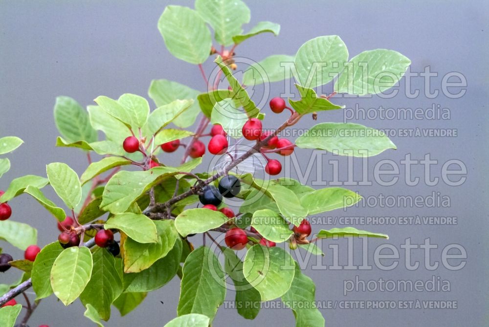 Rhamnus frangula (Black Dogwood  Buckthorn) 2