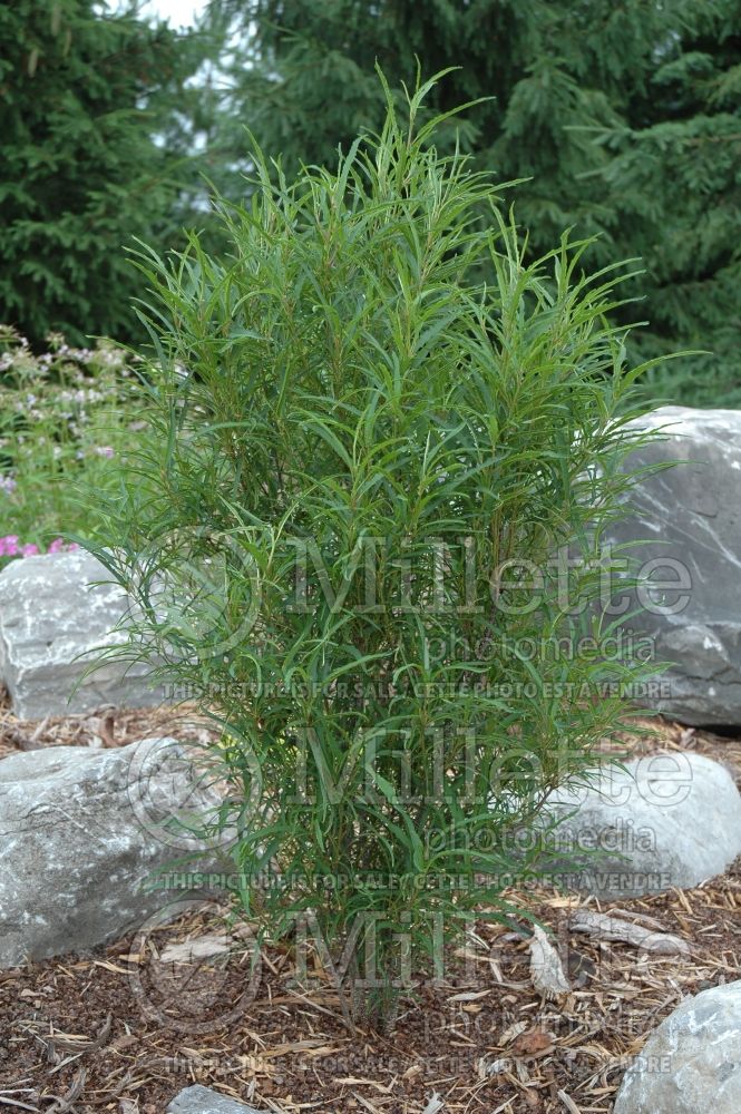 Rhamnus Fine Line aka Ron Williams (Buckthorn) 10