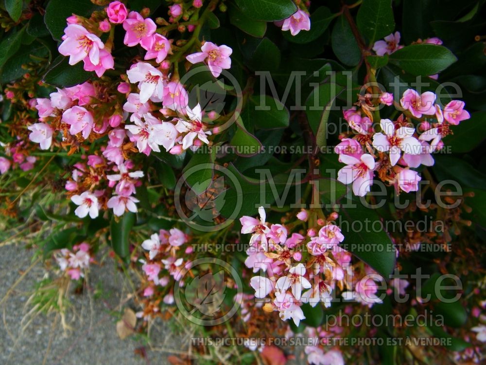 Rhaphiolepis indica (Indian hawthorn) 4
