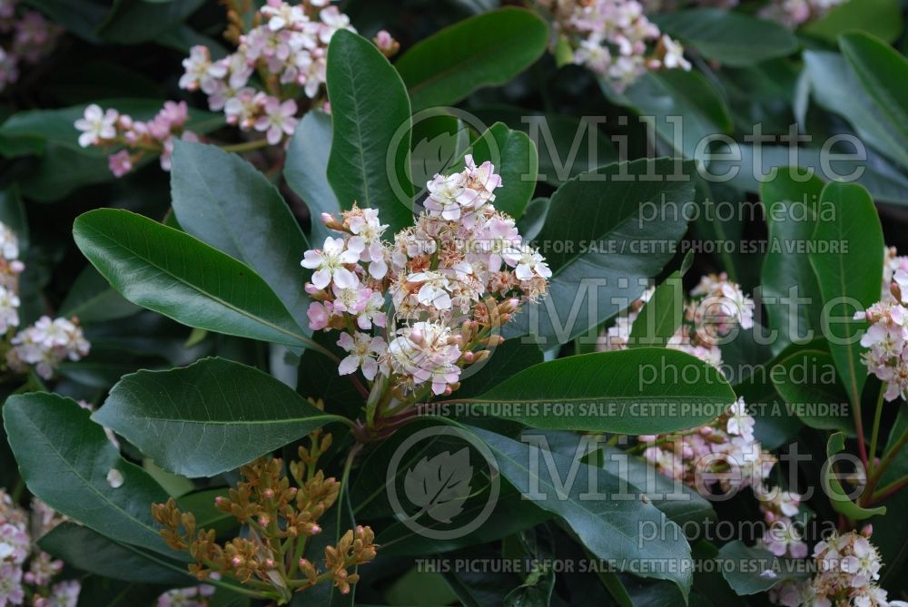 Rhaphiolepis indica (Indian hawthorn) 3