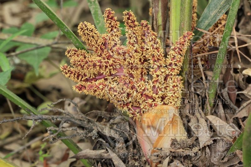 Rhapidophyllum hystrix (needle palm) 3 