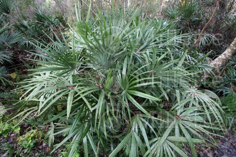 Rhapidophyllum hystrix (needle palm) 1 