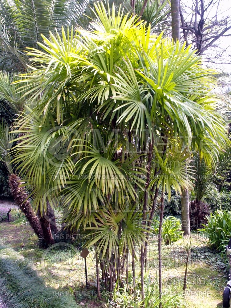 Rhapis excelsa (Broadleaf Lady Palm or Bamboo Palm) 2