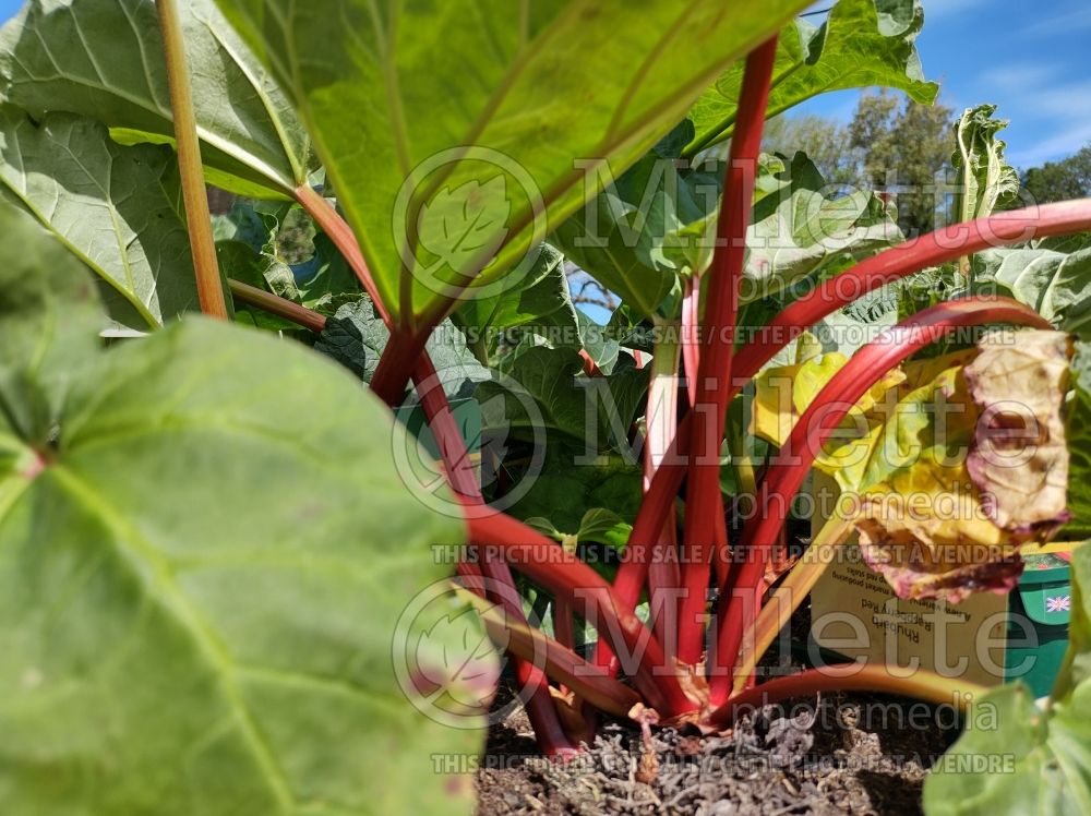Rheum Raspberry Red (Rhubarb vegetable) 1  