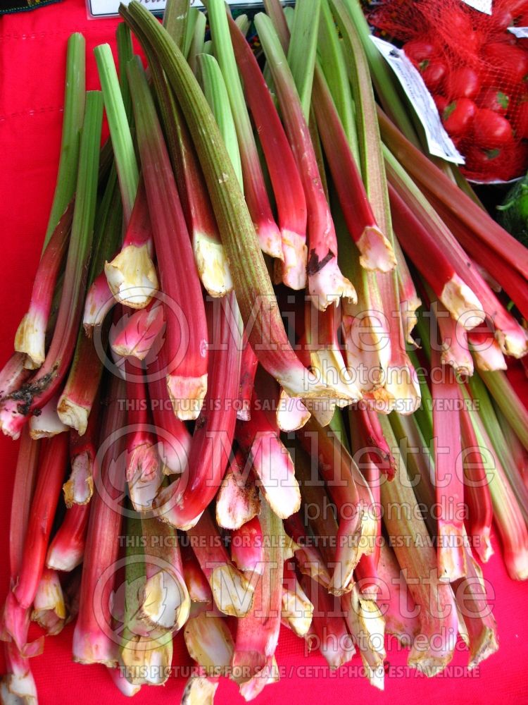 Rheum rhabarbarum (Rhubarb vegetable) 2  