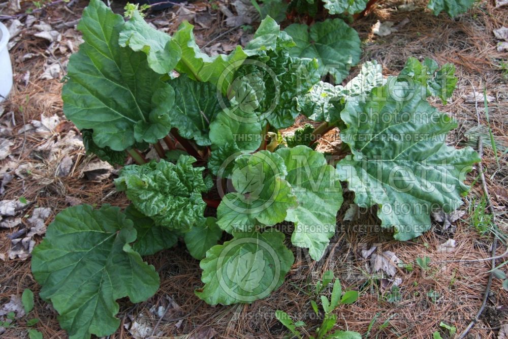 Rheum rhabarbarum (Rhubarb vegetable) 5  