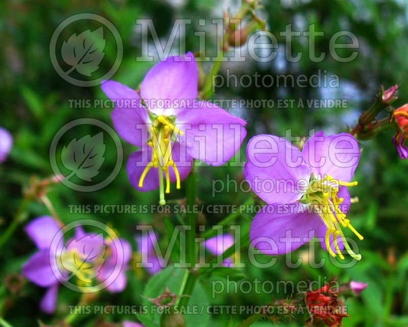 Rhexia virginica (Meadow Beauty handsome Harry) 1 