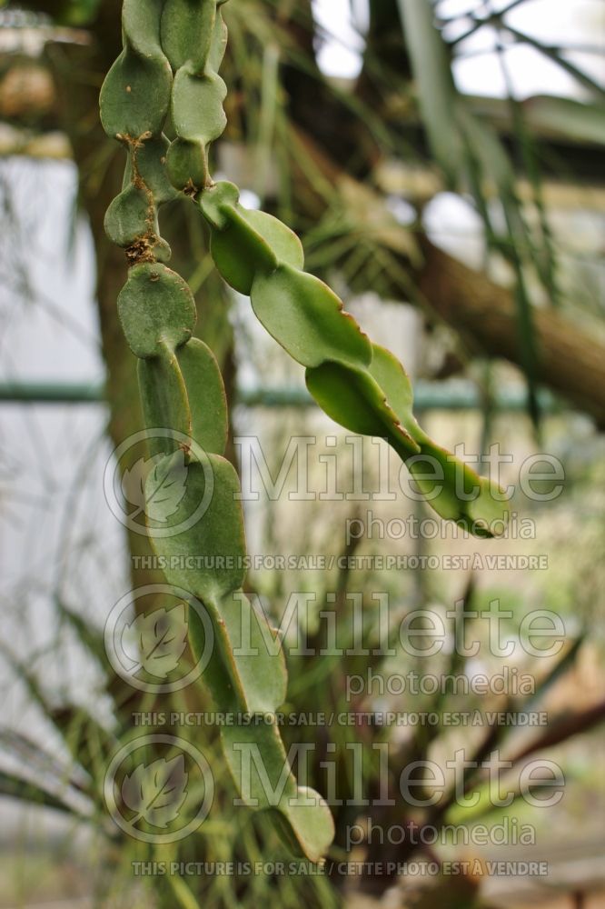 Rhipsalis paradoxa (Chain Cactus) 1
