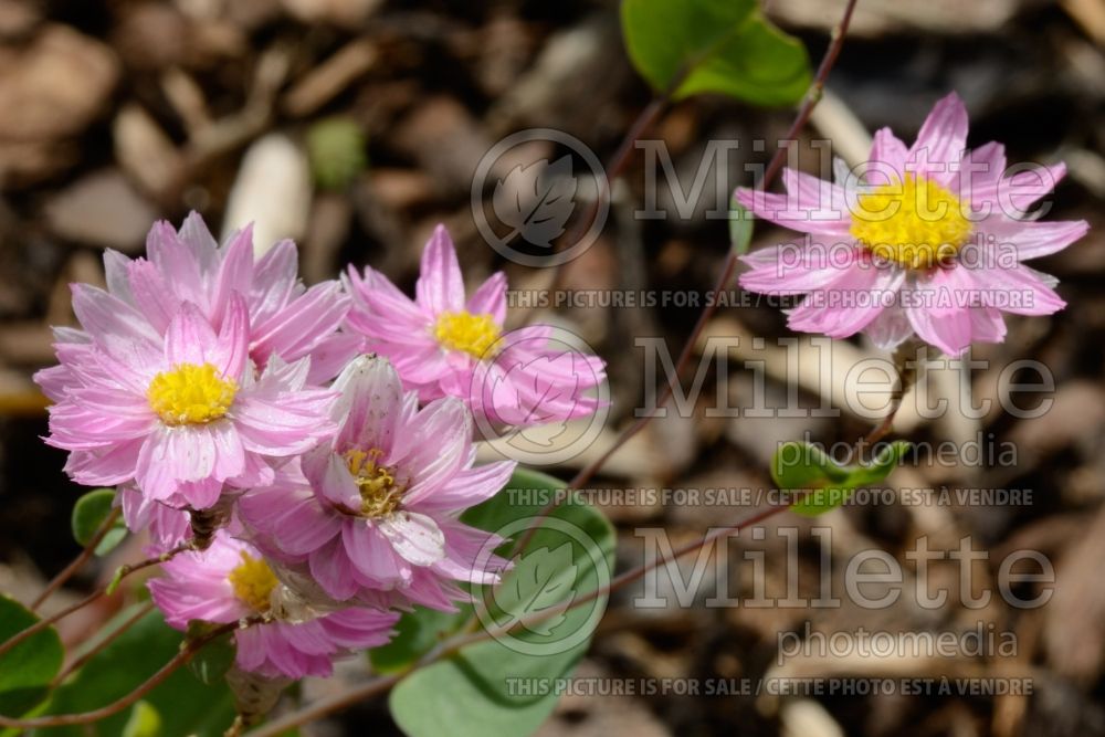 Rhodanthe Timeless Rose (Australian daisy) 1  