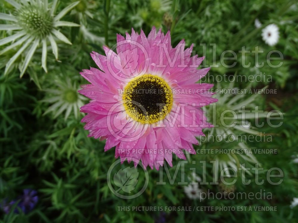 Rhodanthe chlorocephala (Australian daisy) 1  