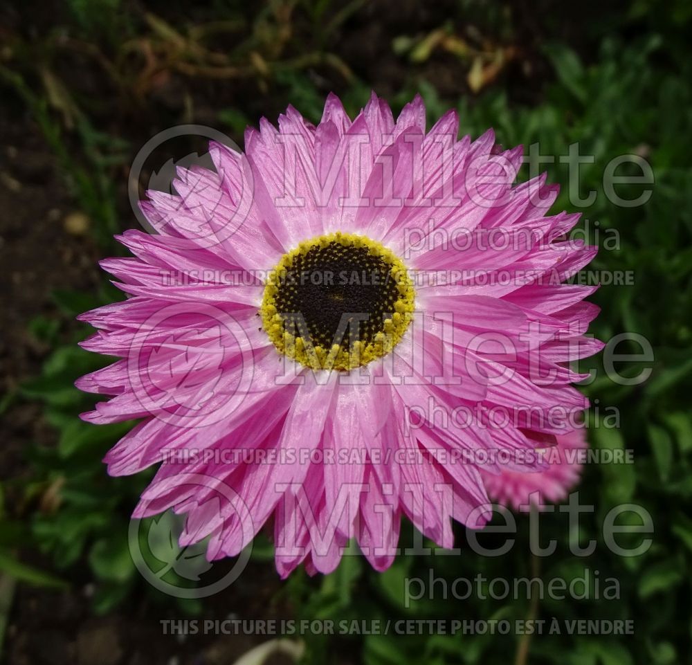 Rhodanthe chlorocephala (Australian daisy) 2  