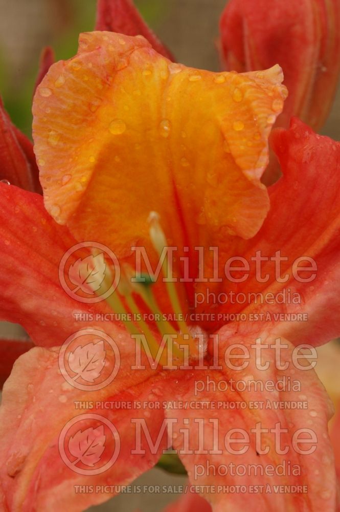 Azalea or Rhododendron Mount Saint Helens (Rhododendron) 1