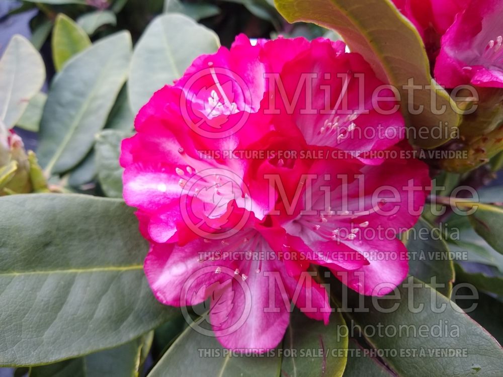 Rhododendron Ann Lindsay (Rhododendron azalea) 1 