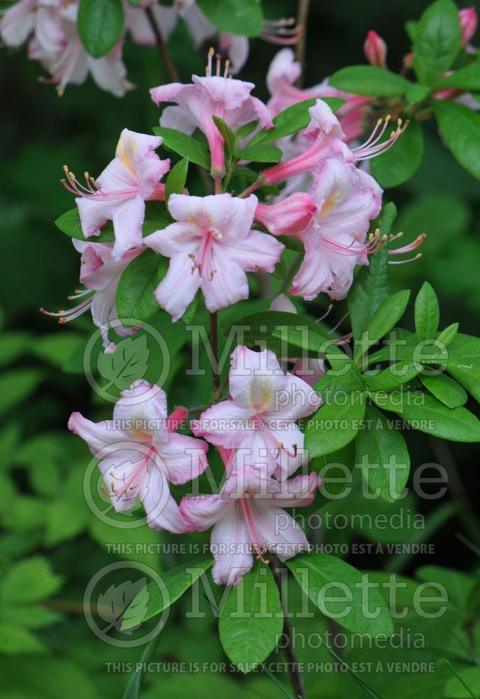 Rhododendron Candy Lights (Rhododendron Azalea) 8 