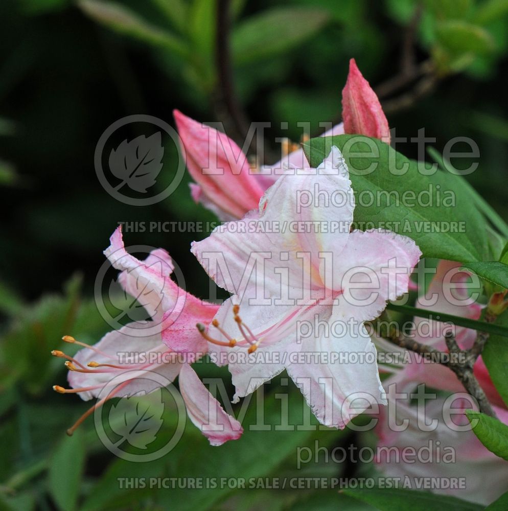 Rhododendron Candy Lights (Rhododendron Azalea) 9 