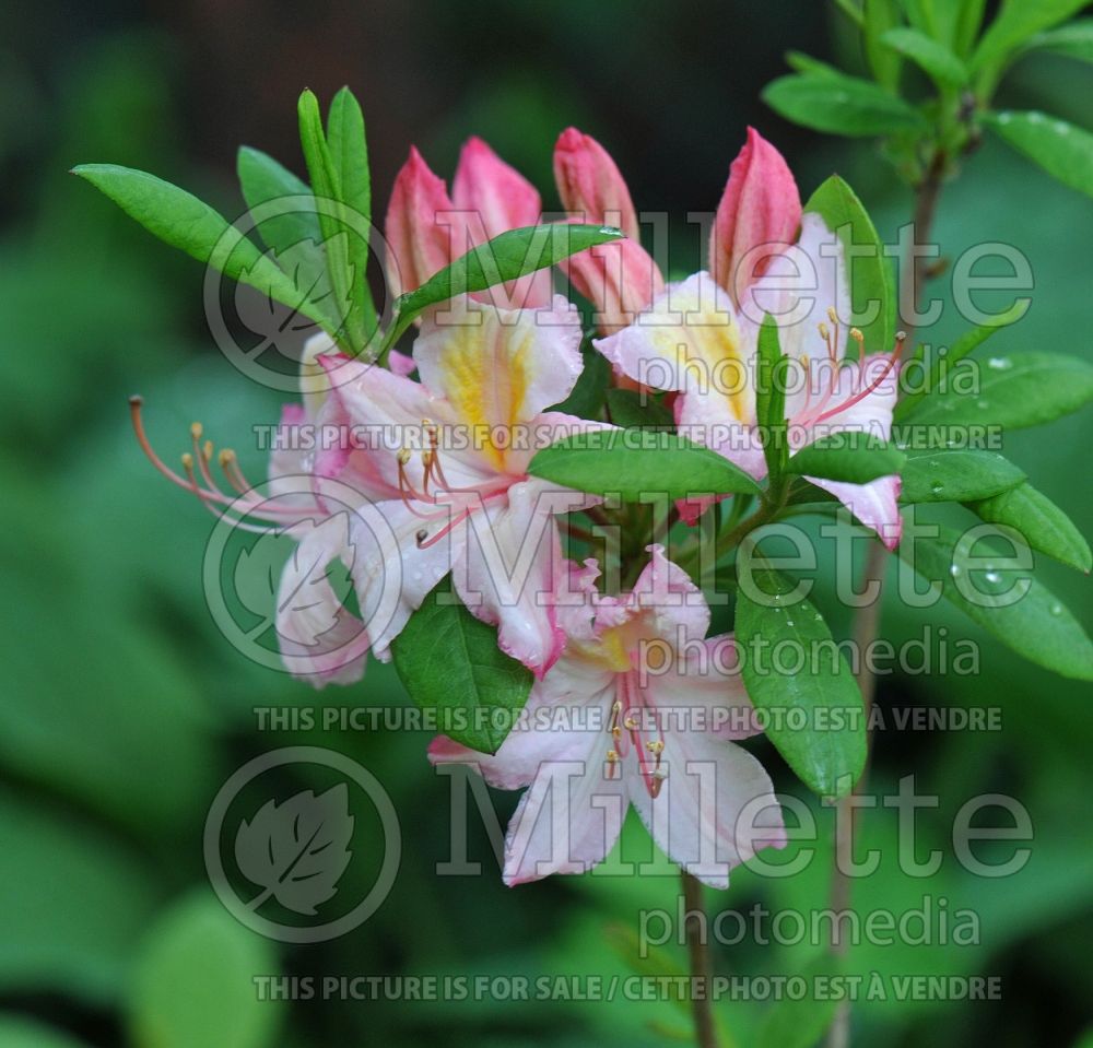 Rhododendron Candy Lights (Rhododendron Azalea) 10