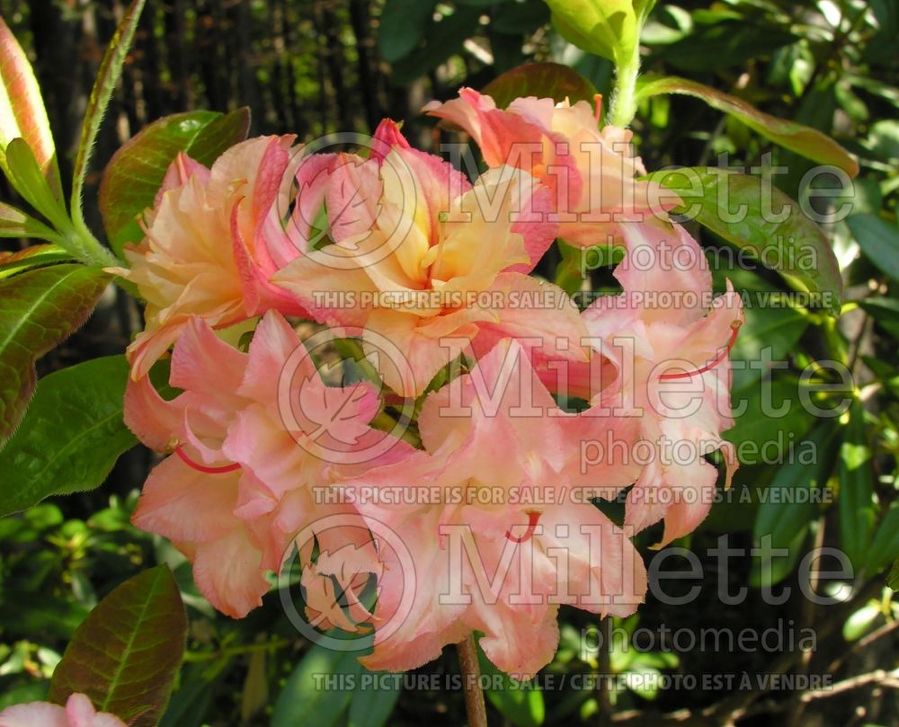 Azalea Cannon's Double (Rhododendron azalea) 5