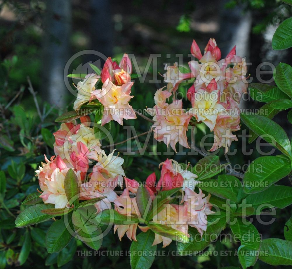 Azalea Cannon's Double (Rhododendron azalea) 6