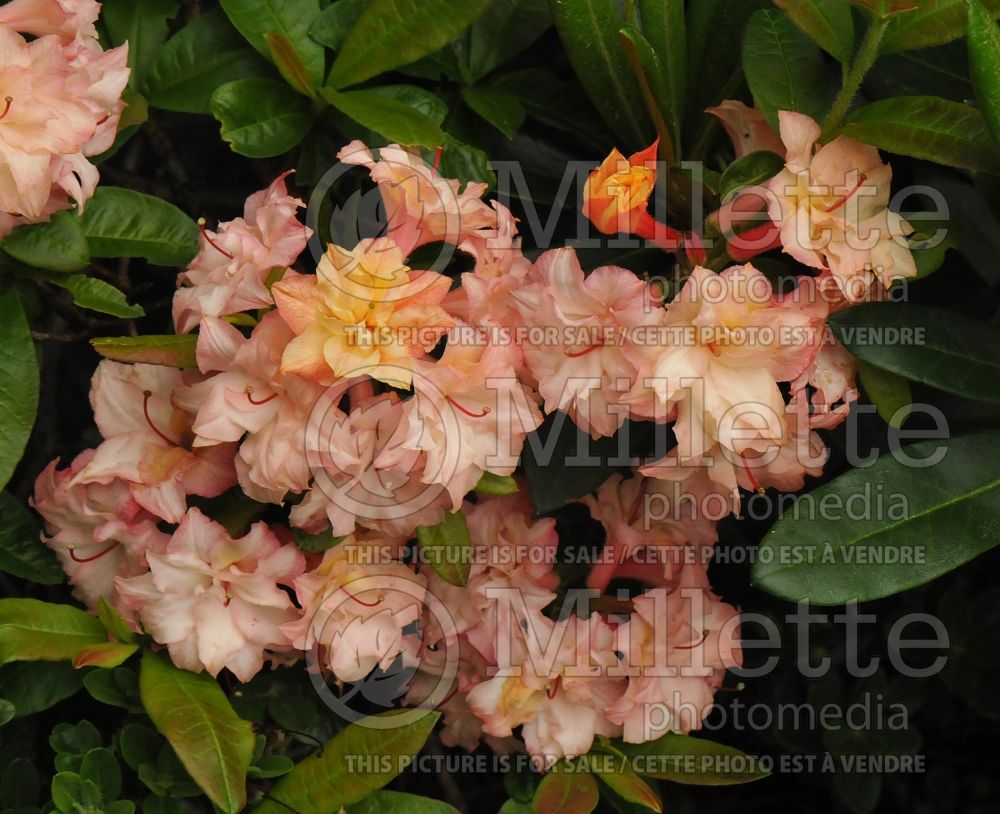Azalea Cannon's Double (Rhododendron azalea) 7