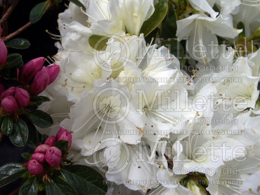 Rhododendron Delaware Valley White (Rhododendron) 4 
