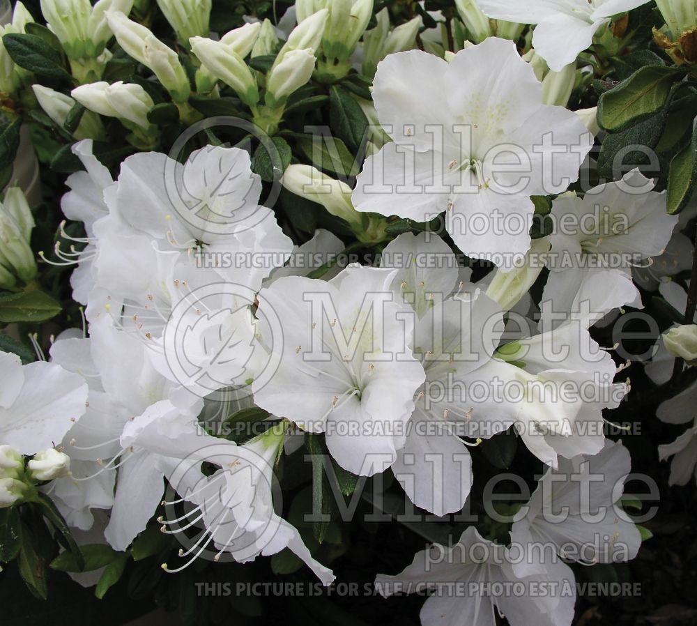 Rhododendron Delaware Valley White (Rhododendron) 3 