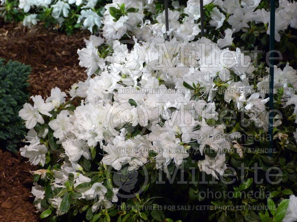 Rhododendron Delaware Valley White (Picture of the flowers of this white Rhododendron) 2 