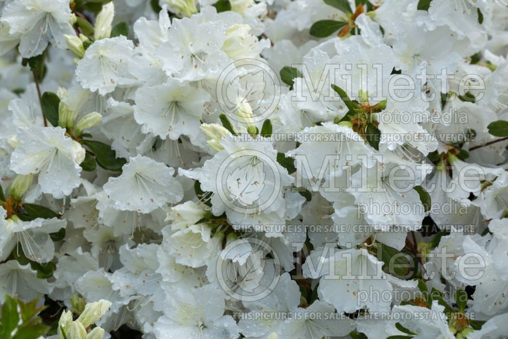 Rhododendron Delaware Valley White (Rhododendron) 5 