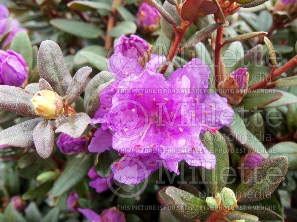 Rhododendron Purple Gem (Rhododendron Azalea) 9