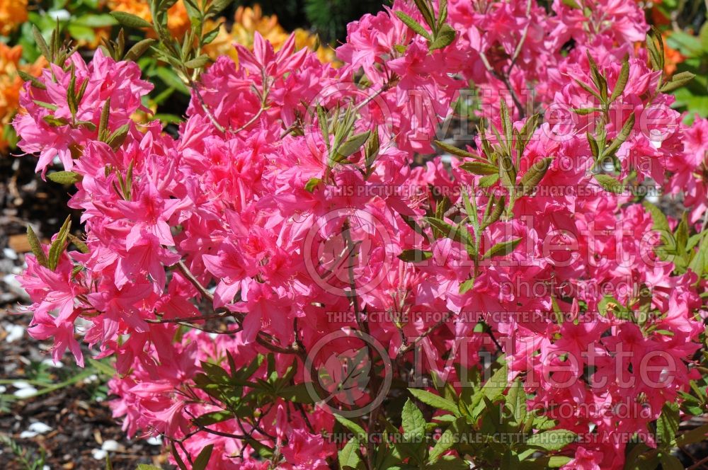 Rhododendron Rosy Lights (Rhododendron Azalea) 4 