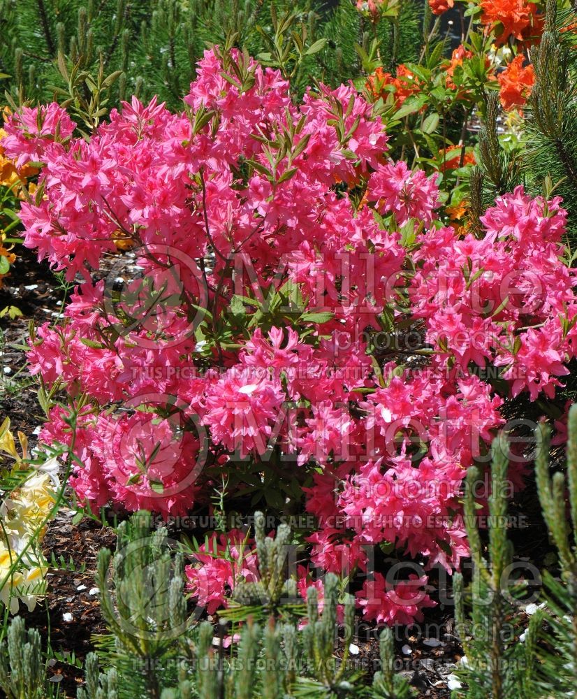 Rhododendron Rosy Lights (Rhododendron Azalea) 5 