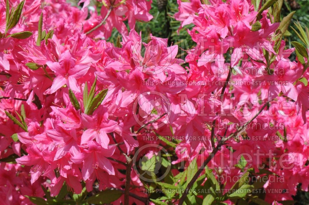 Rhododendron Rosy Lights (Rhododendron Azalea) 6