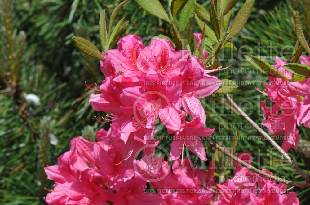 Rhododendron Rosy Lights (Rhododendron Azalea) 7
