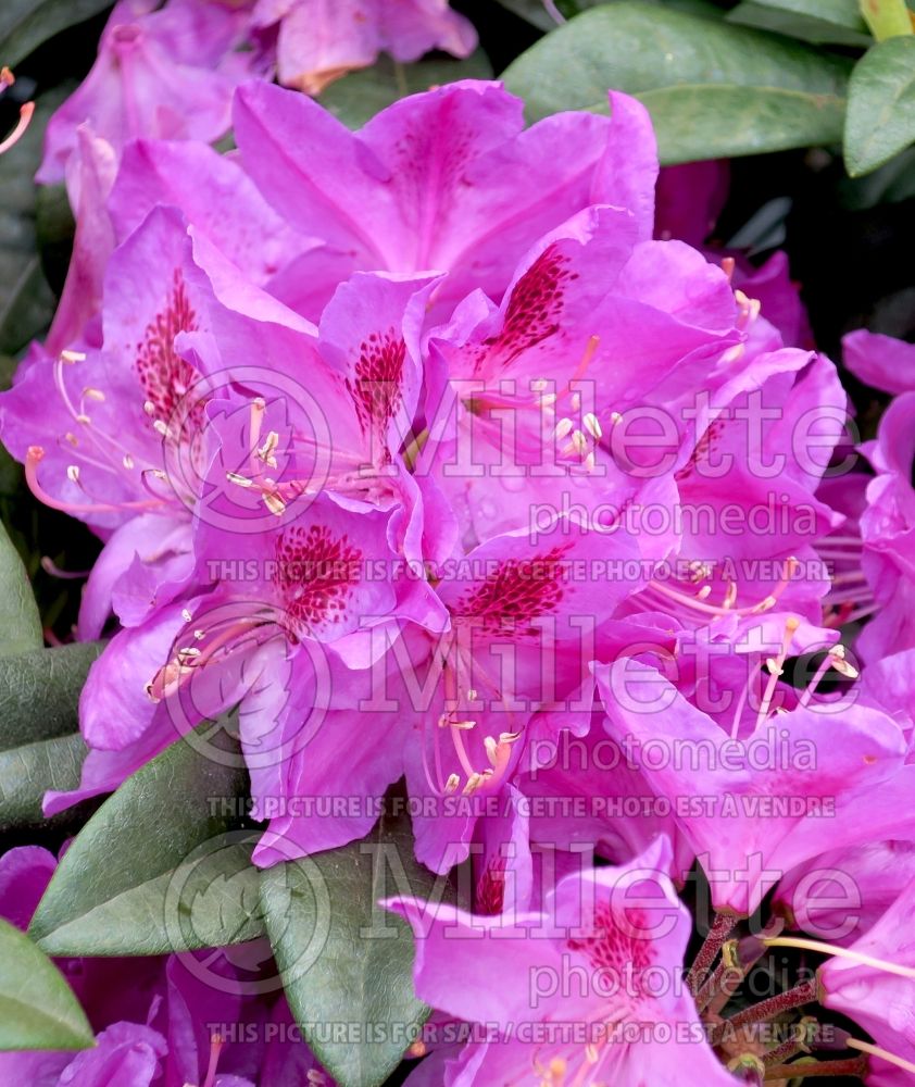 Rhododendron aka Azalea Anah Kruschke (Rhododendron Azalea) 1  