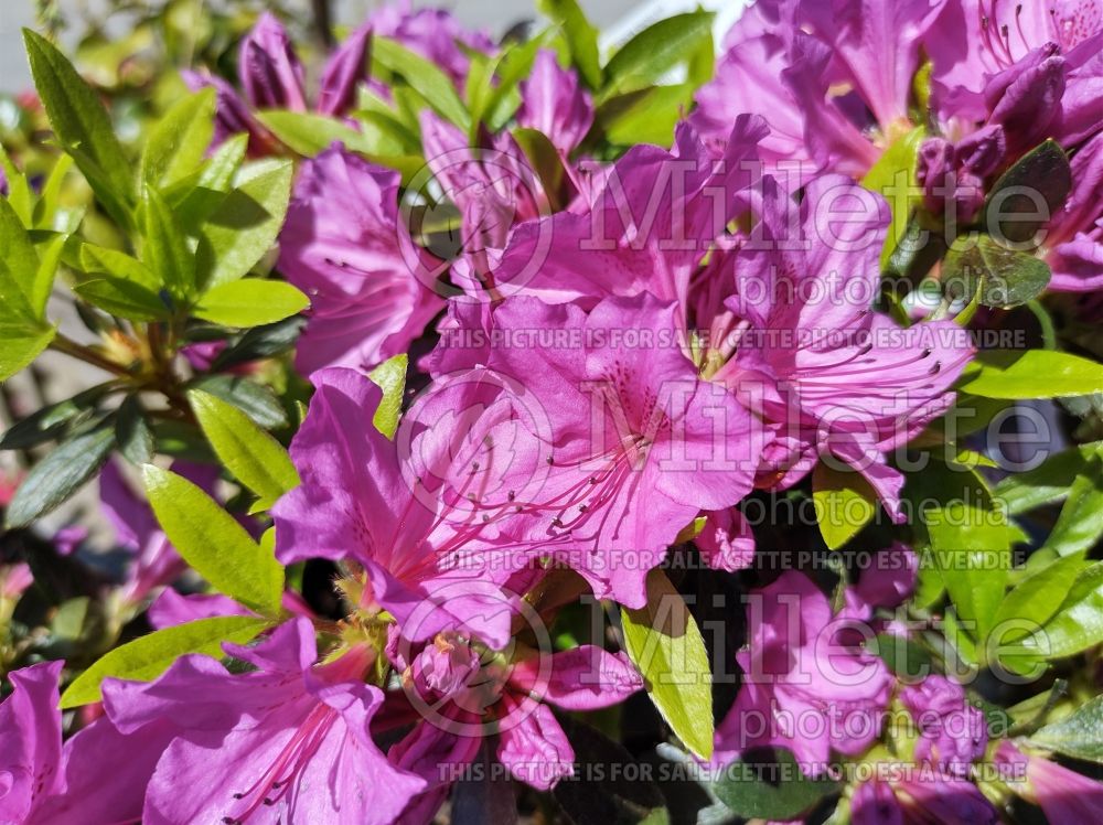 Rhododendron aka Azalea Blue Danube (Rhododendron Azalea) 2  