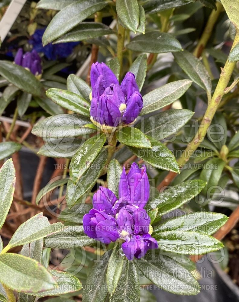 Rhododendron aka Azalea Blue Danube (Rhododendron Azalea) 1  