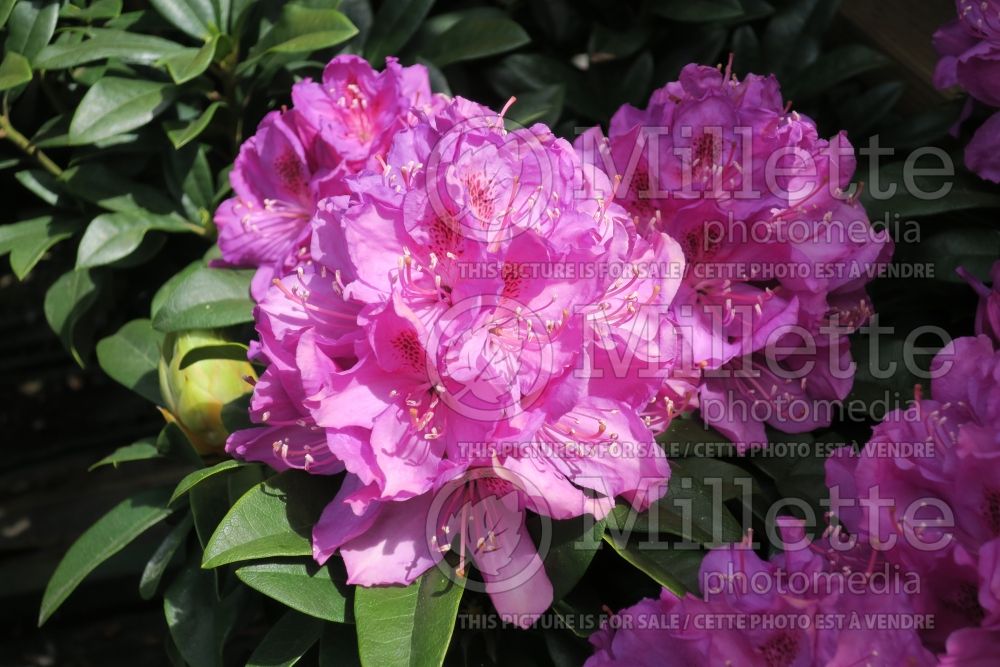 Rhododendron aka Azalea Grandiflorum (Rhododendron) 4 