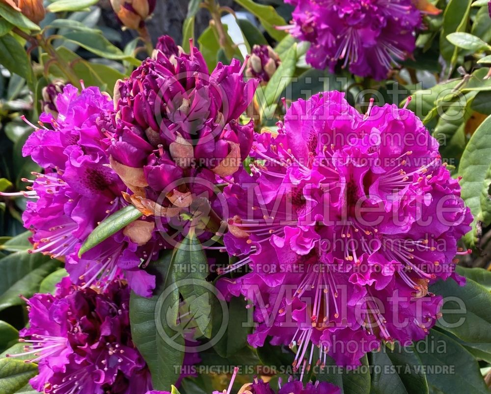 Rhododendron aka Azalea Colonel Coen (Rhododendron azalea) 1 