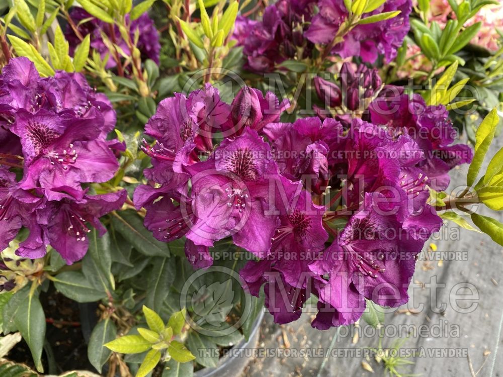 Rhododendron aka Azalea Edith Bosley (Rhododendron Azalea) 4