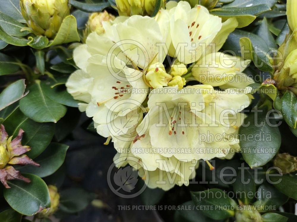 Rhododendron aka Azalea Goldkrone (Rhododendron Azalea) 1  