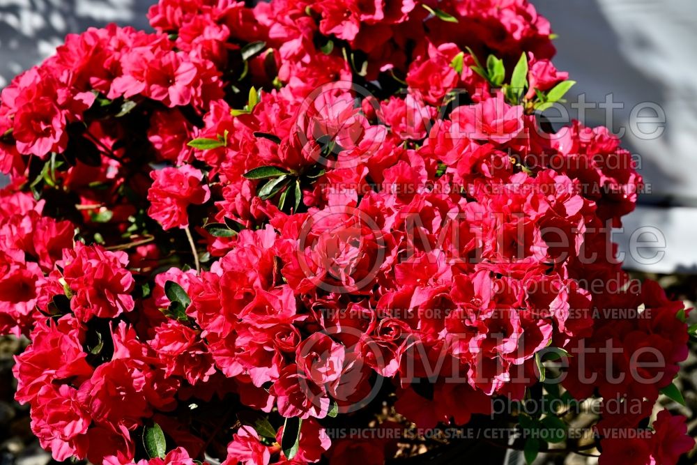 Rhododendron aka Azalea Hershey’s Red (Rhododendron Azalea) 1  