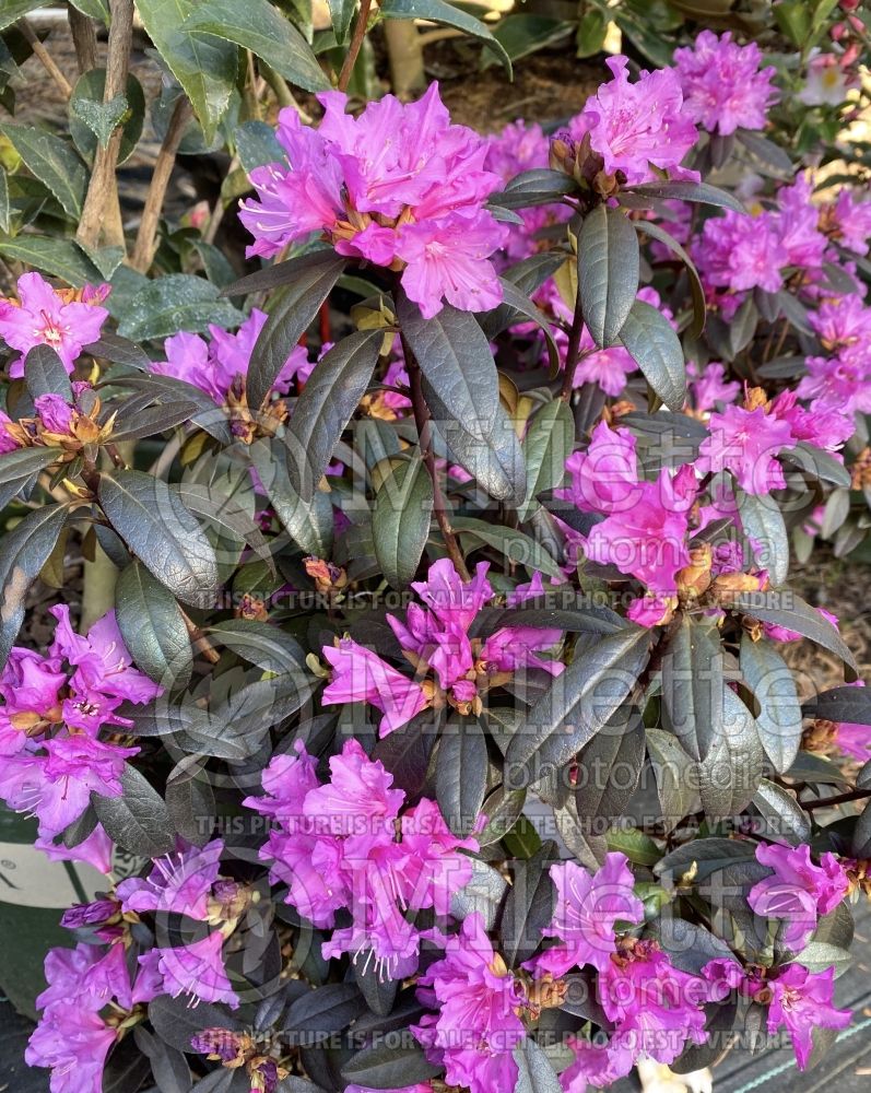 Rhododendron aka Azalea PJM Checkmate (Rhododendron Azalea) 4 