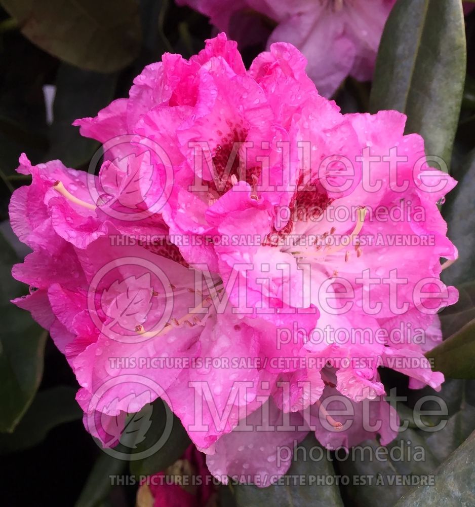 Rhododendron aka Azalea Spring Glory (Rhododendron azalea) 1