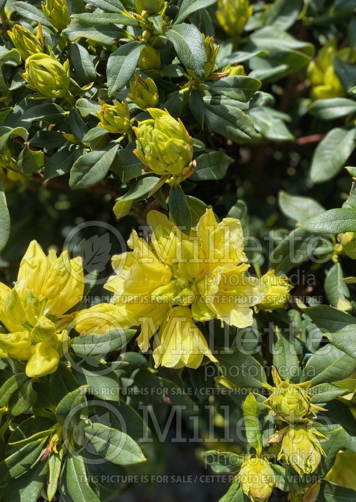Rhododendron aka Azalea Yellow Petticoats (Rhododendron Azalea) 1  