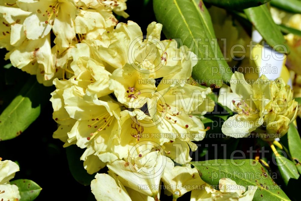 Rhododendron Capistrano (Rhododendron azalea) 4