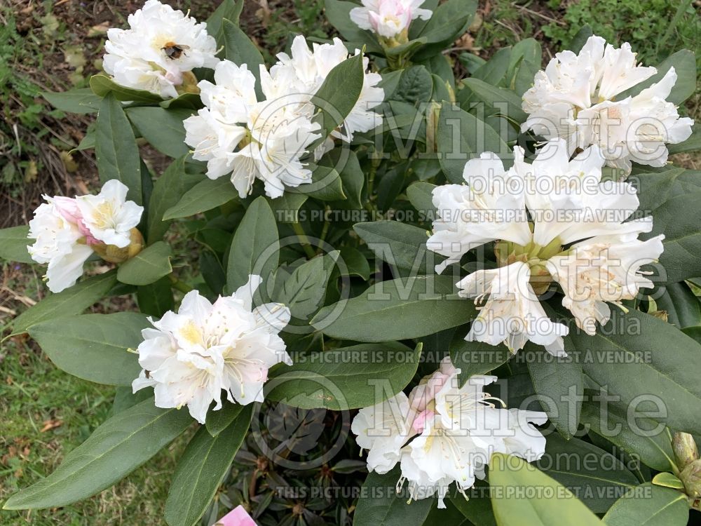 Rhododendron aka azalea Cunningham's White (Rhododendron) 10