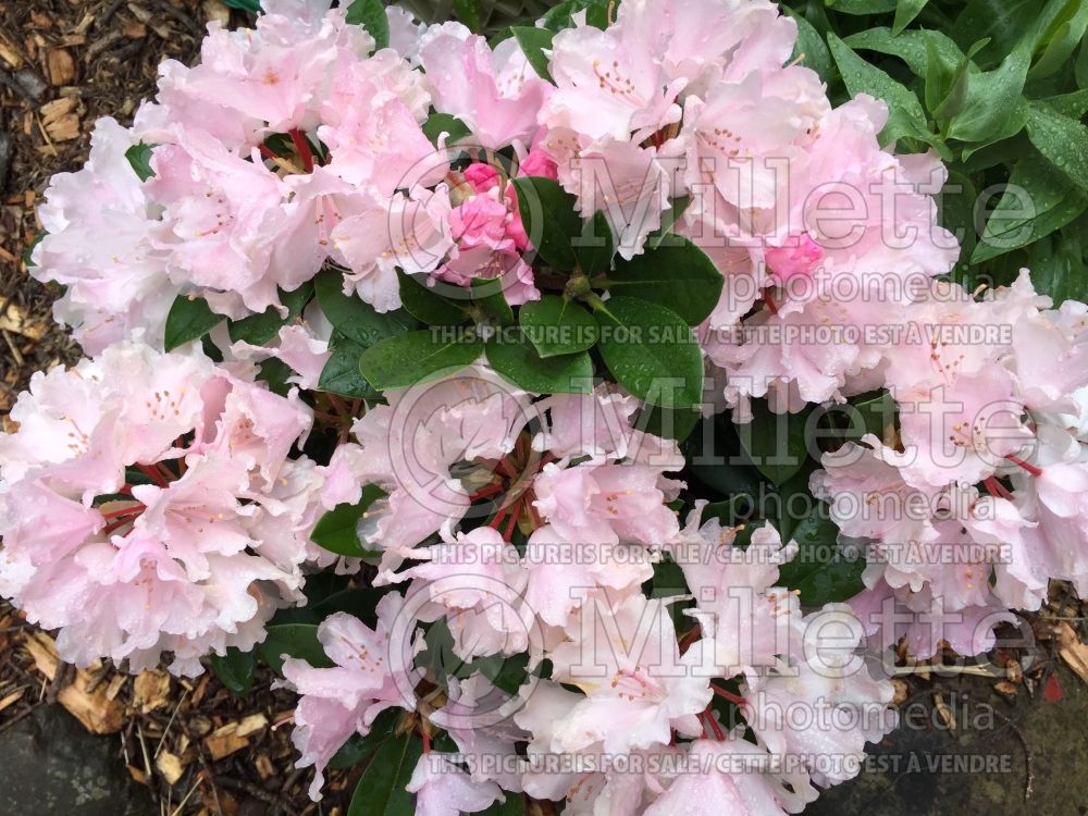 Rhododendron Dreamland (Rhododendron Azalea) 3  