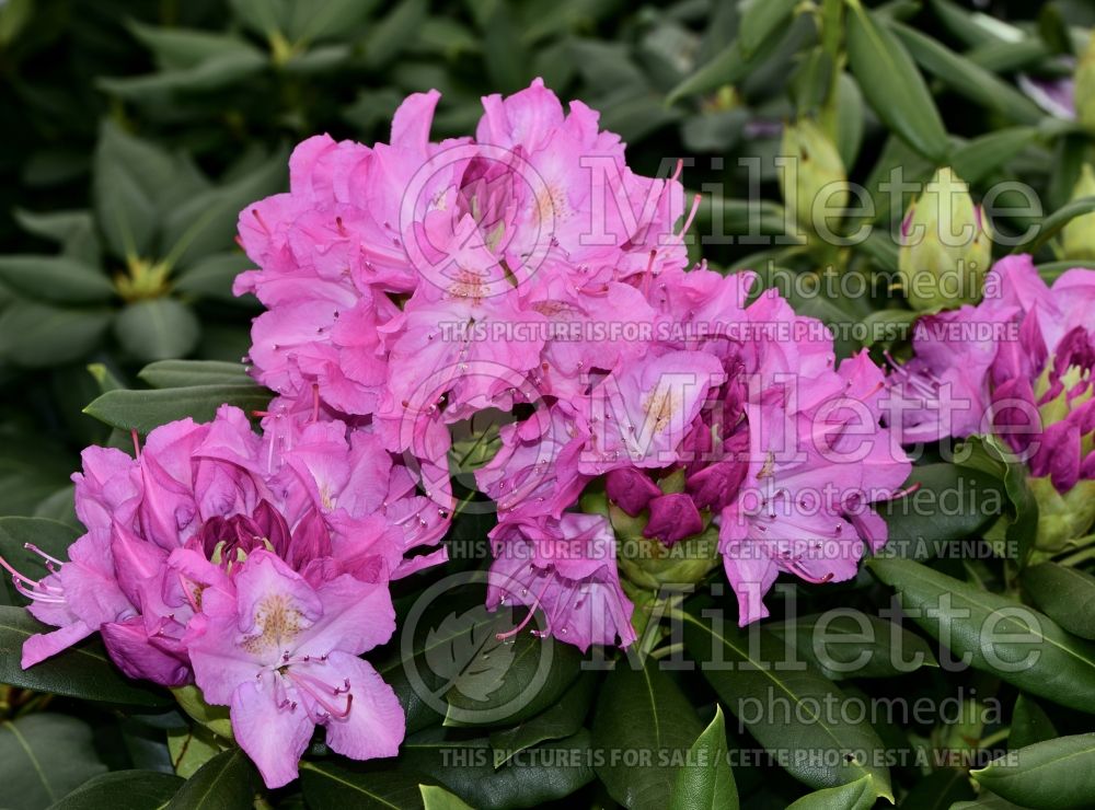 Rhododendron English Roseum (Rhododendron Azalea) 9  